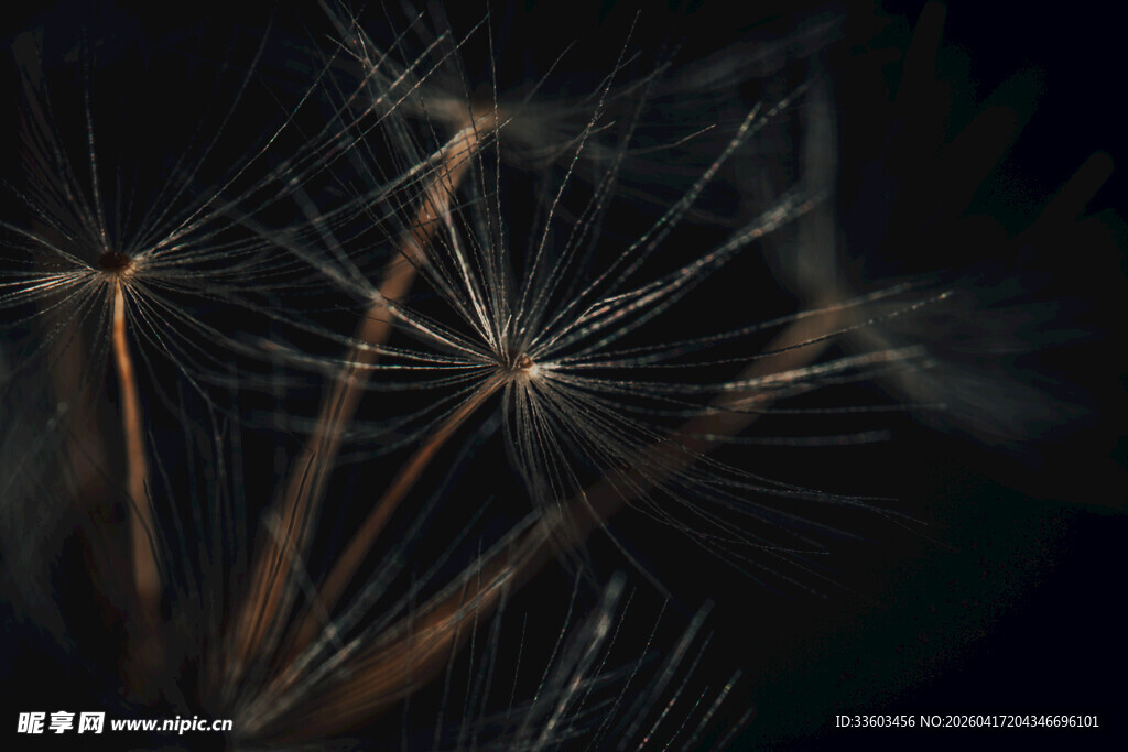 微观下的蒲公英种子