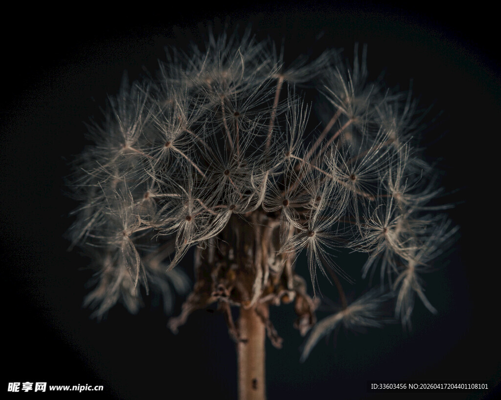 黑色背景下的蒲公英特写