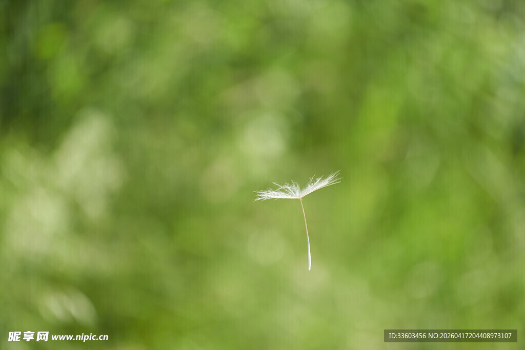 蒲公英种子在空中飞舞