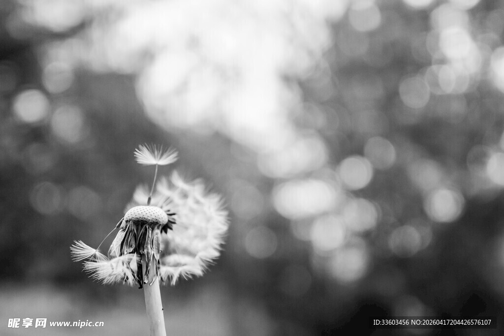 黑白蒲公英特写