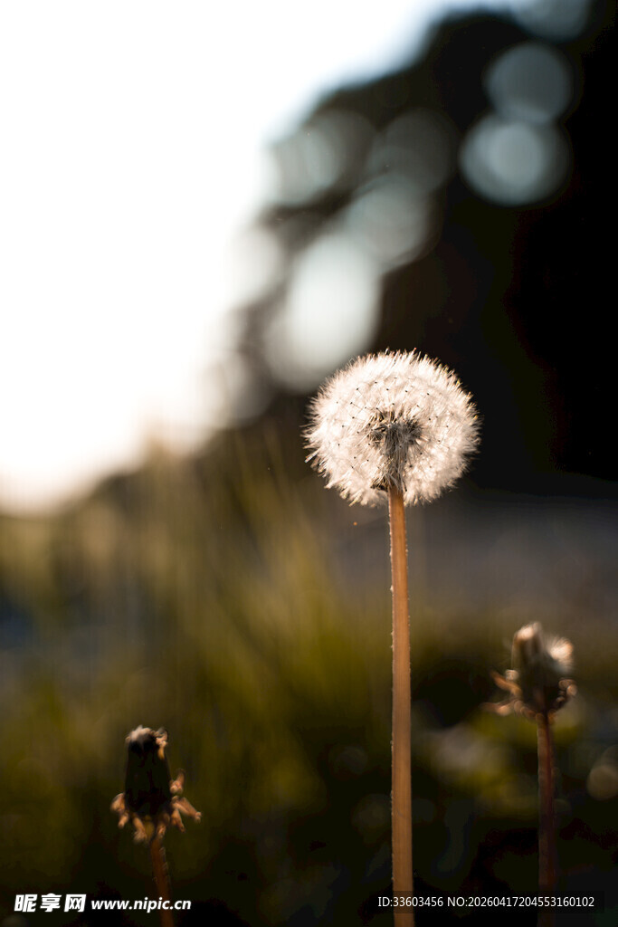夕阳下的蒲公英