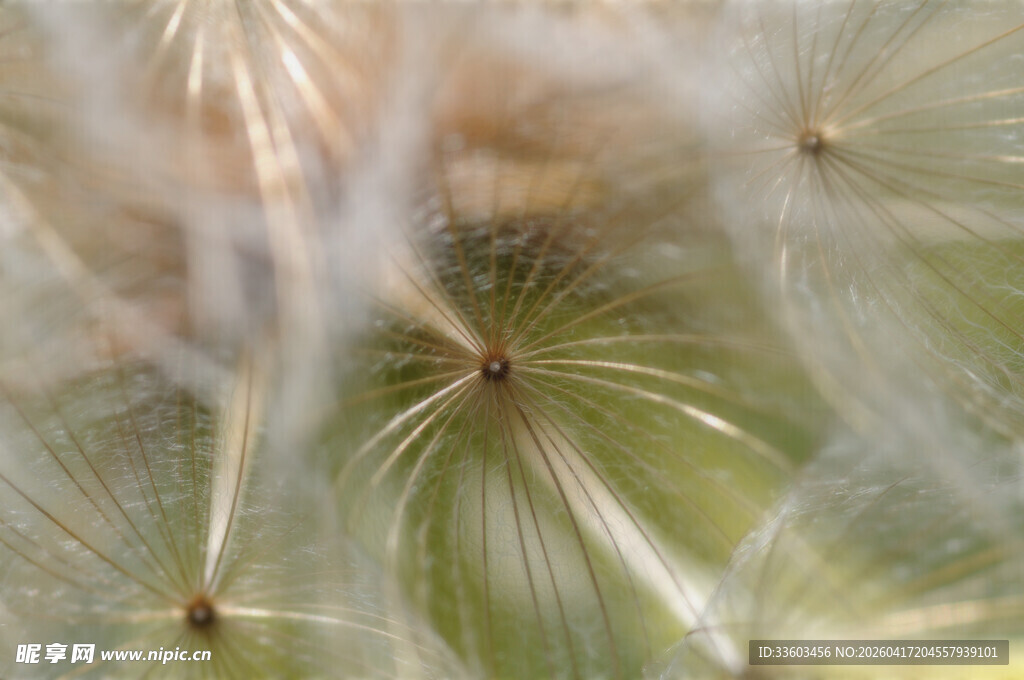 蒲公英种子特写