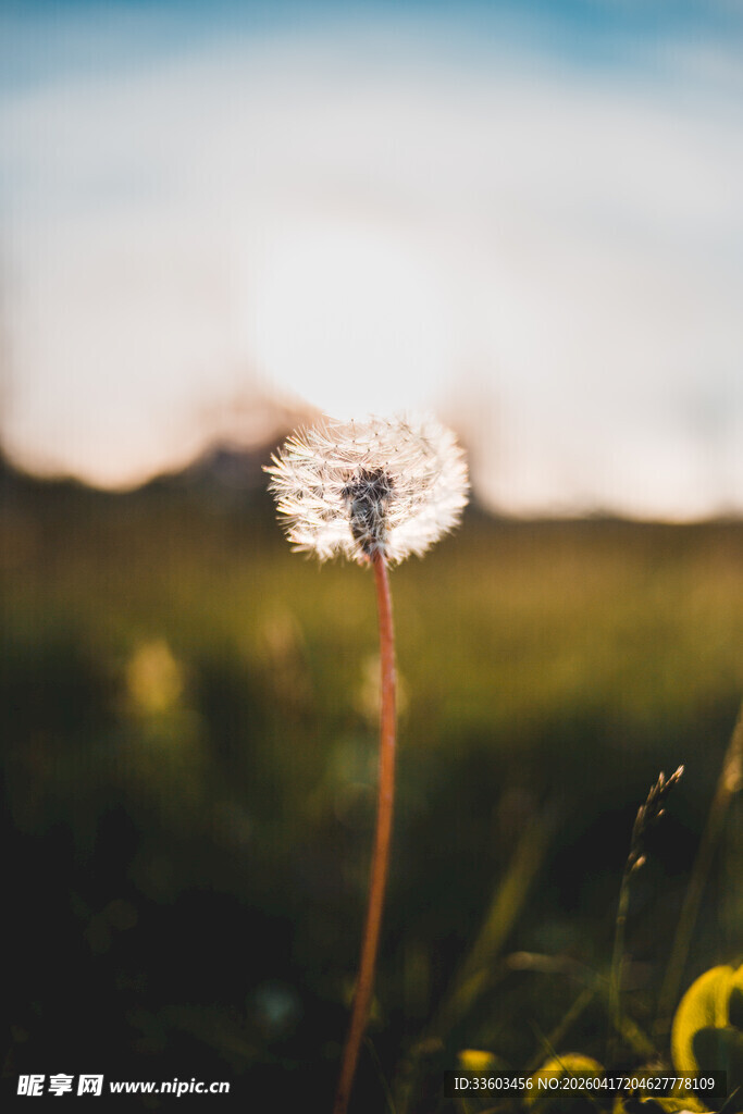 阳光下的蒲公英