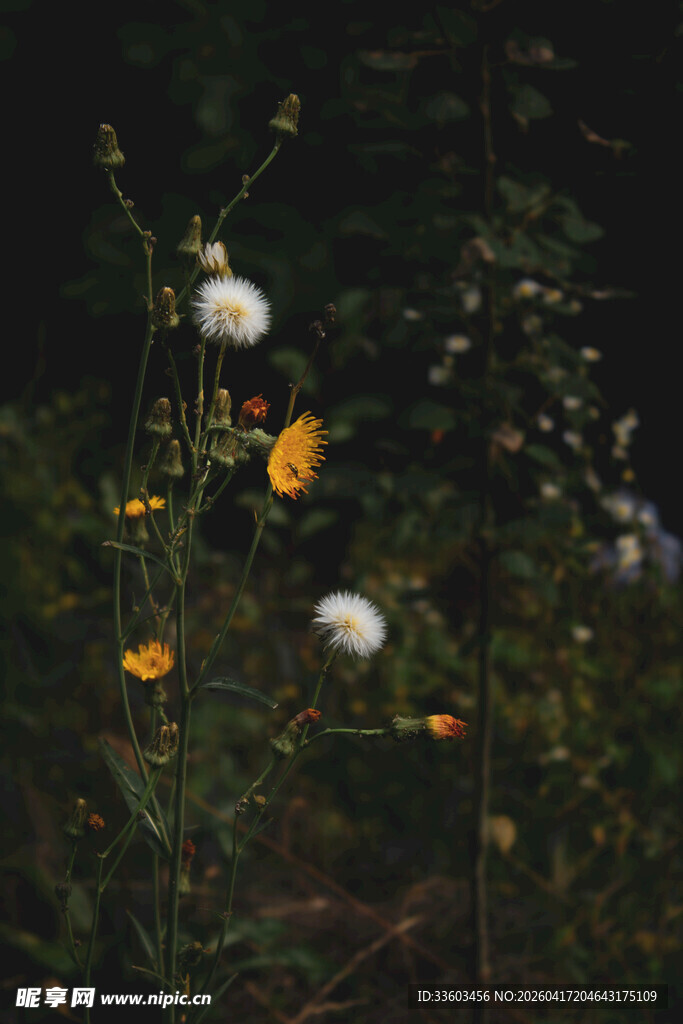 野外绽放的多彩花卉