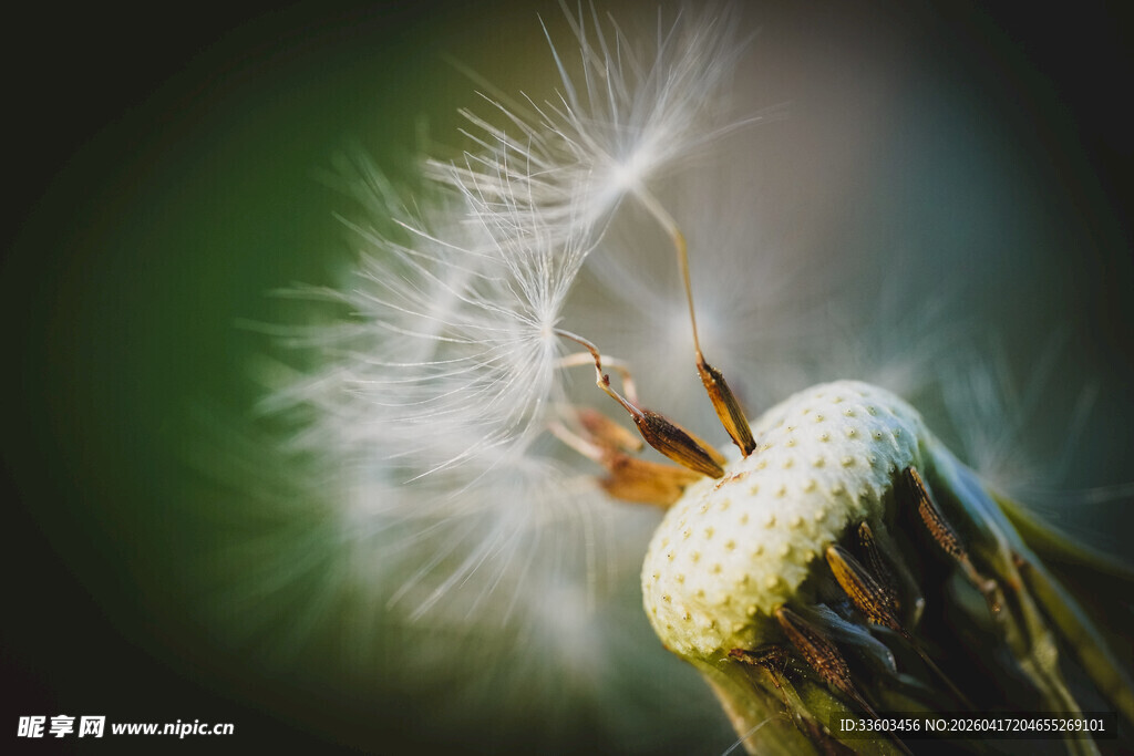 蒲公英微距特写