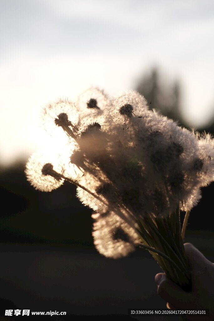 夕阳下的蓬松蒲公英花束