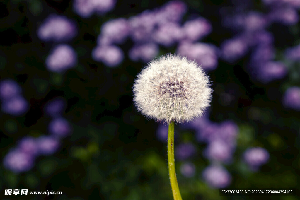 蒲公英绽放于紫色背景中