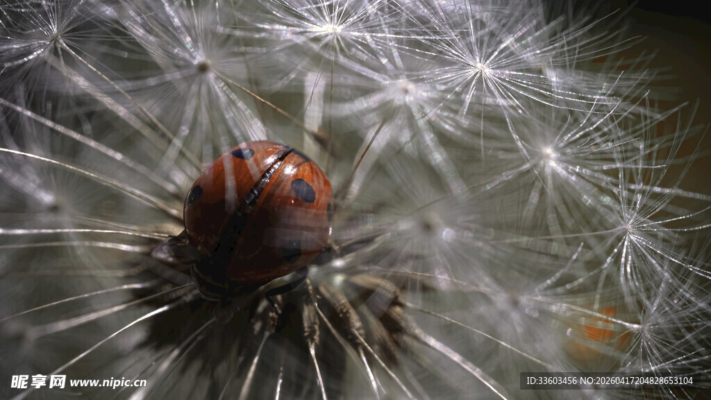 蒲公英种子特写