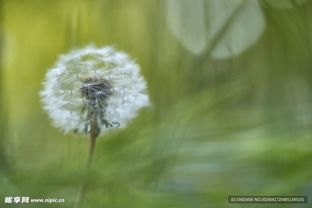 阳光下的蒲公英