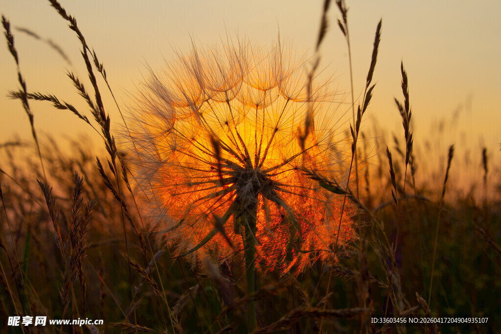 夕阳下的蒲公英