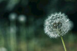 蒲公英特写