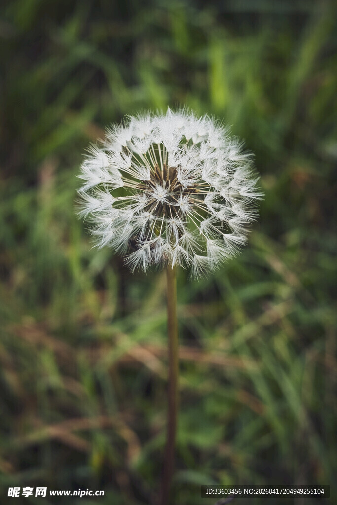 田野中的白色蒲公英