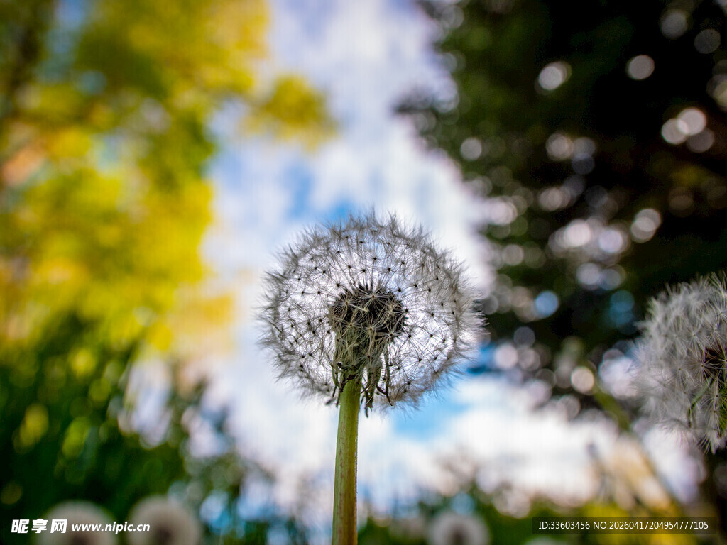 阳光下的蒲公英