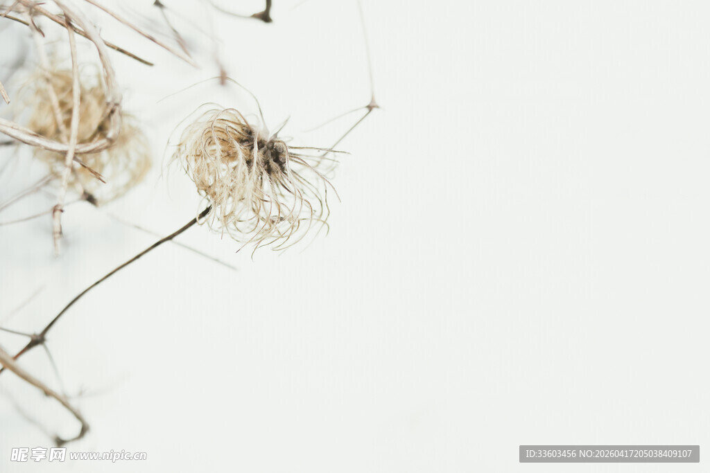 雪覆枯萎植物的静谧景象