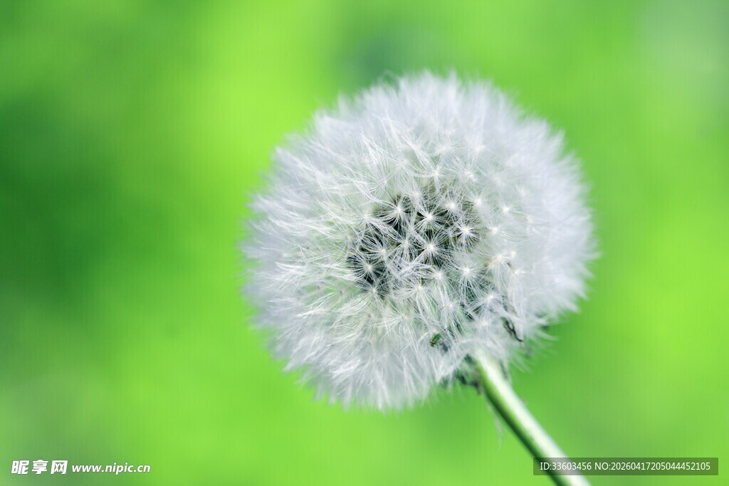 清新蒲公英特写