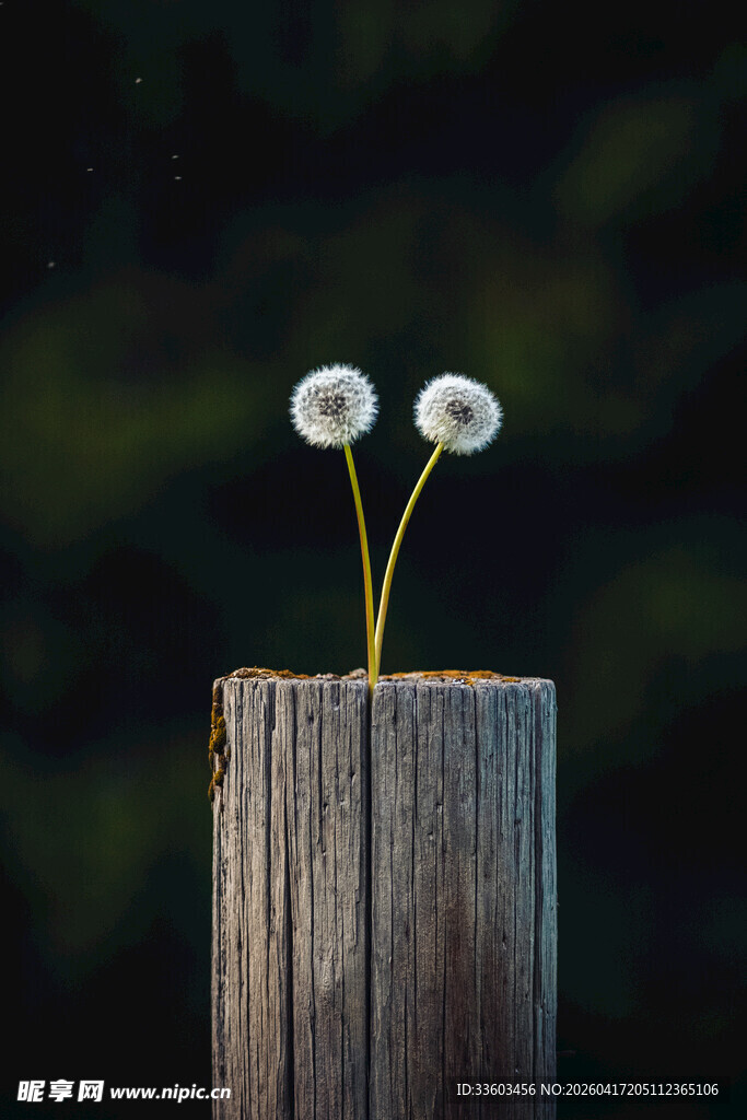 木桩上的双生蒲公英