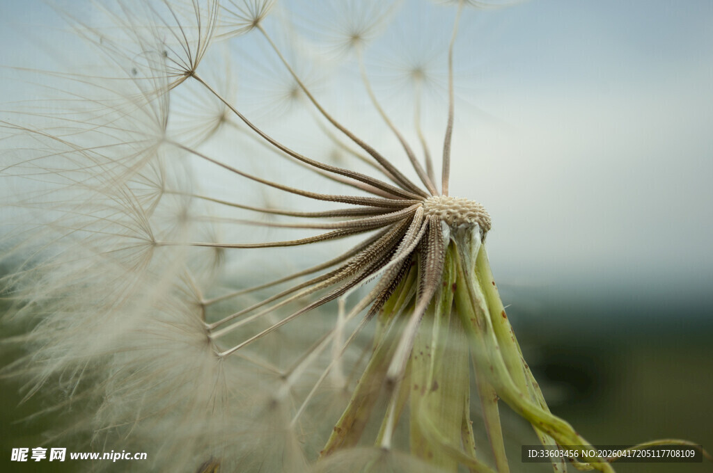 蒲公英种子特写