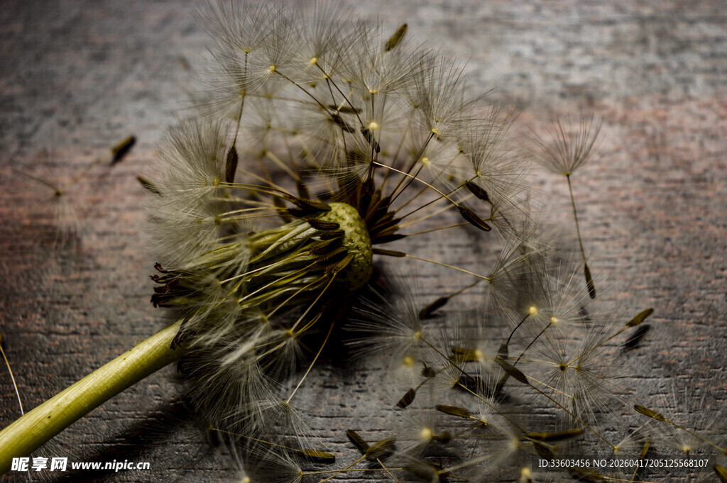 蒲公英种子飘散瞬间