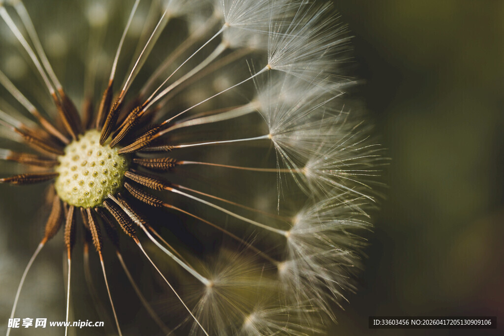 蒲公英特写