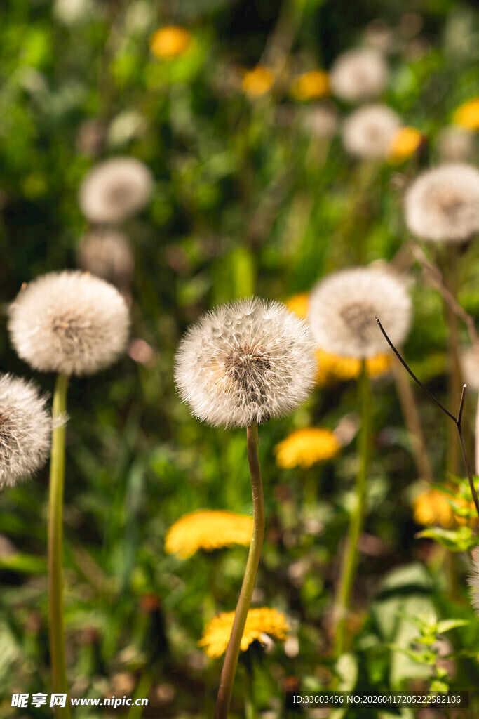 蒲公英与黄花的清新景致