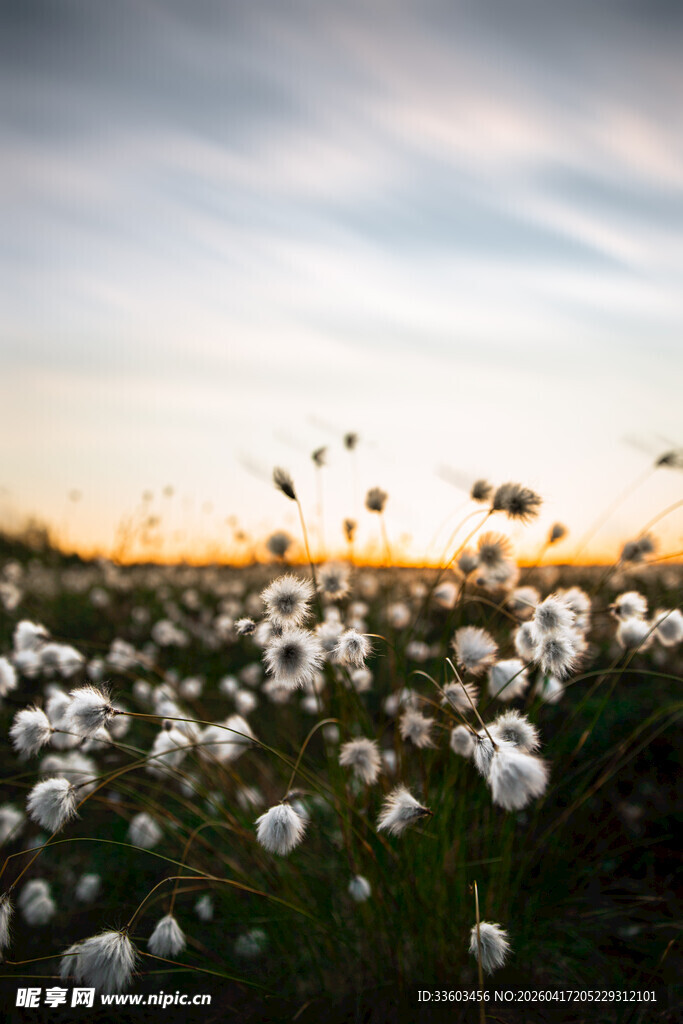 夕阳下的棉花田美景