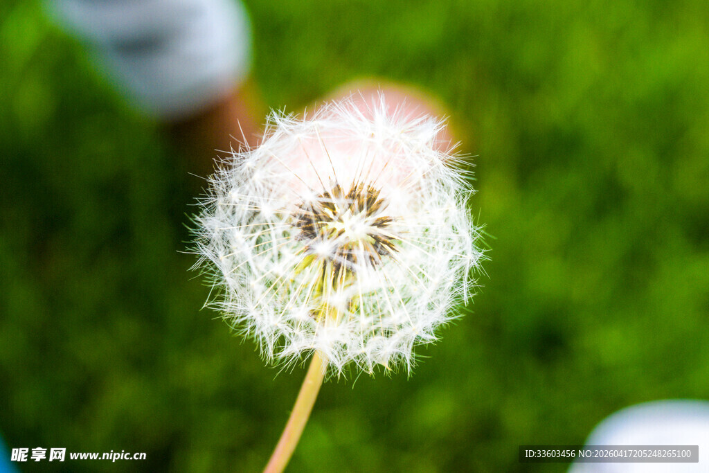 毛茸茸的蒲公英