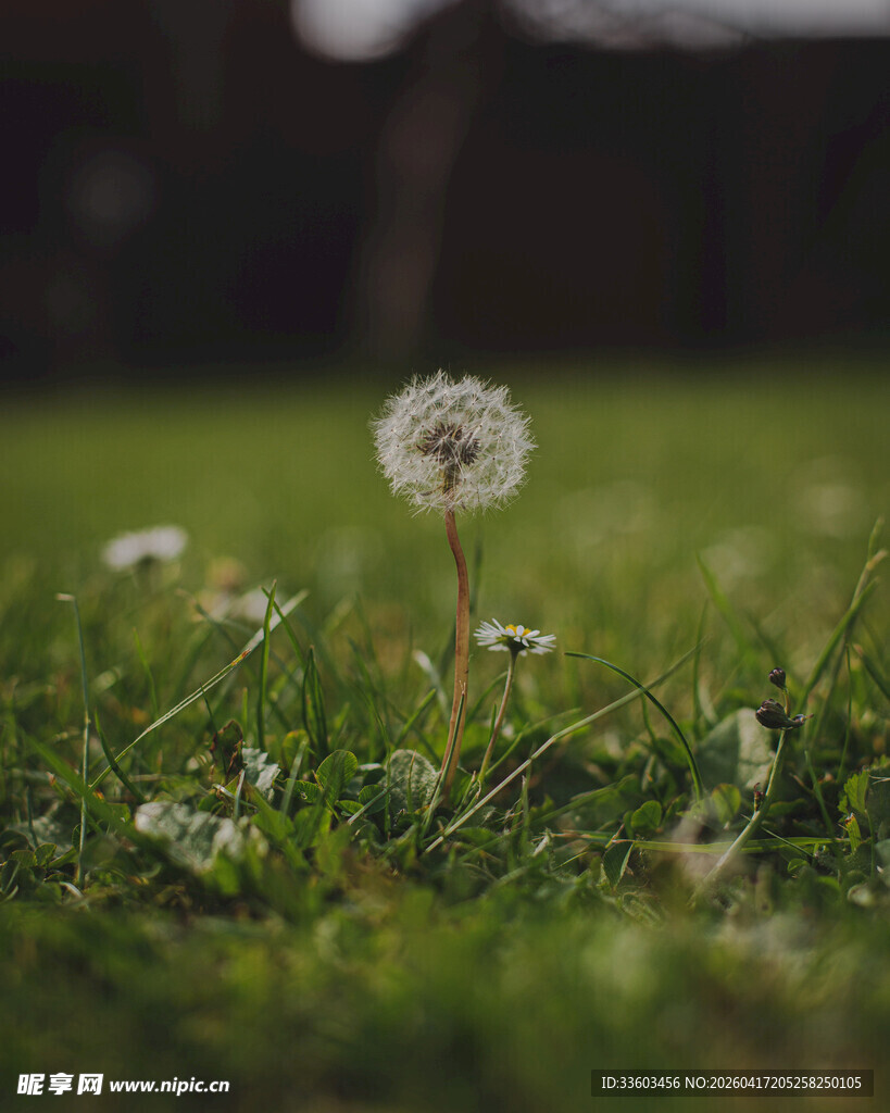 草地上的蒲公英