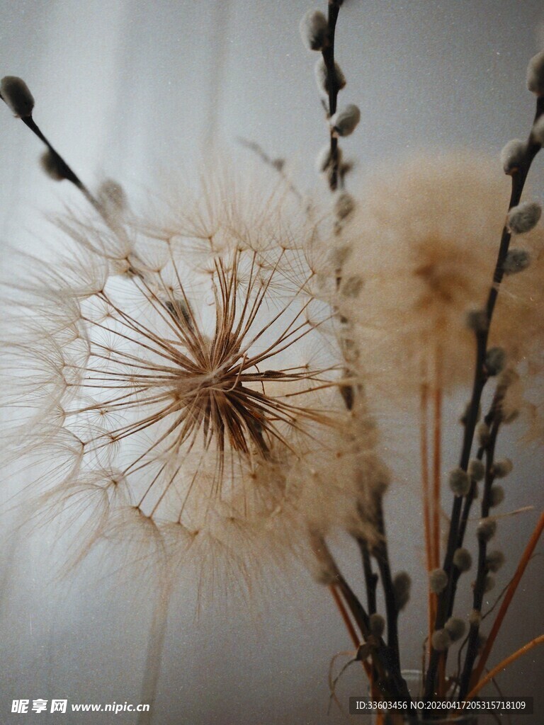 蓬松蒲公英
