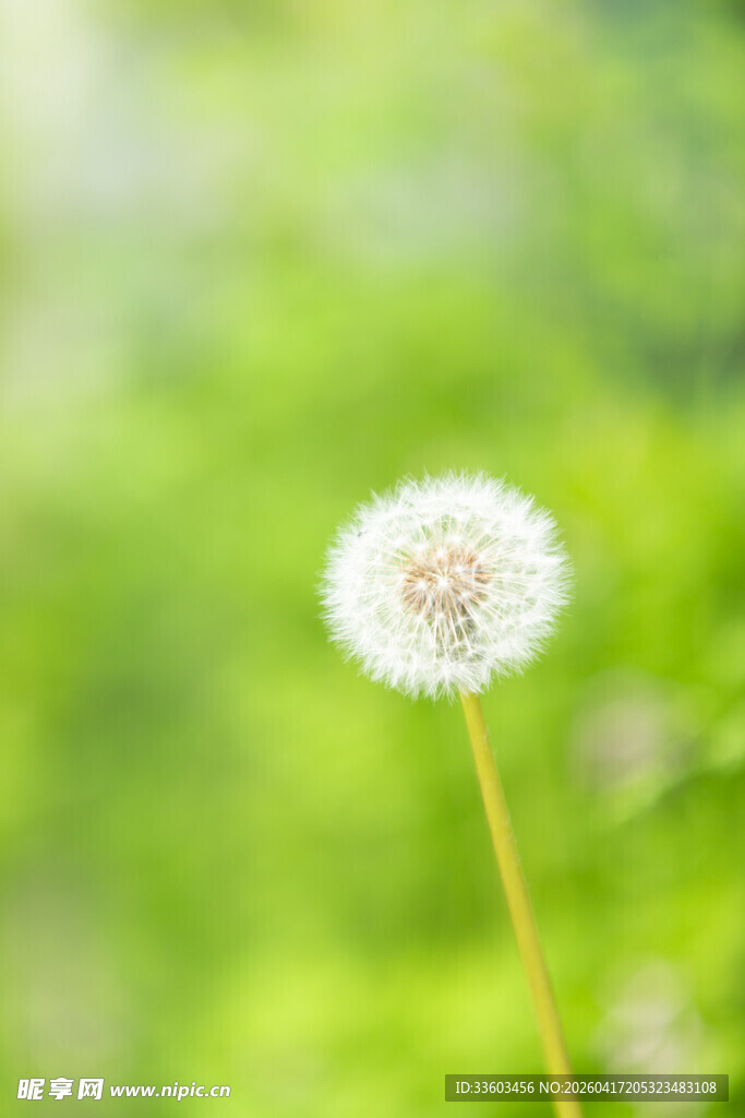 阳光下独立的蒲公英