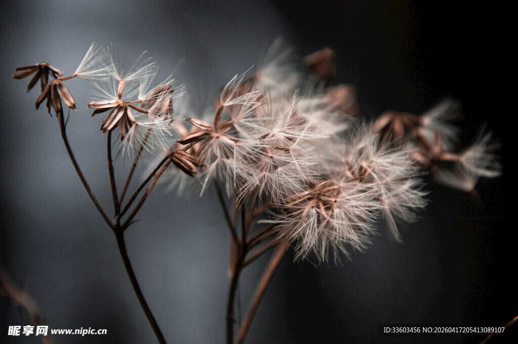 干枯蒲公英特写