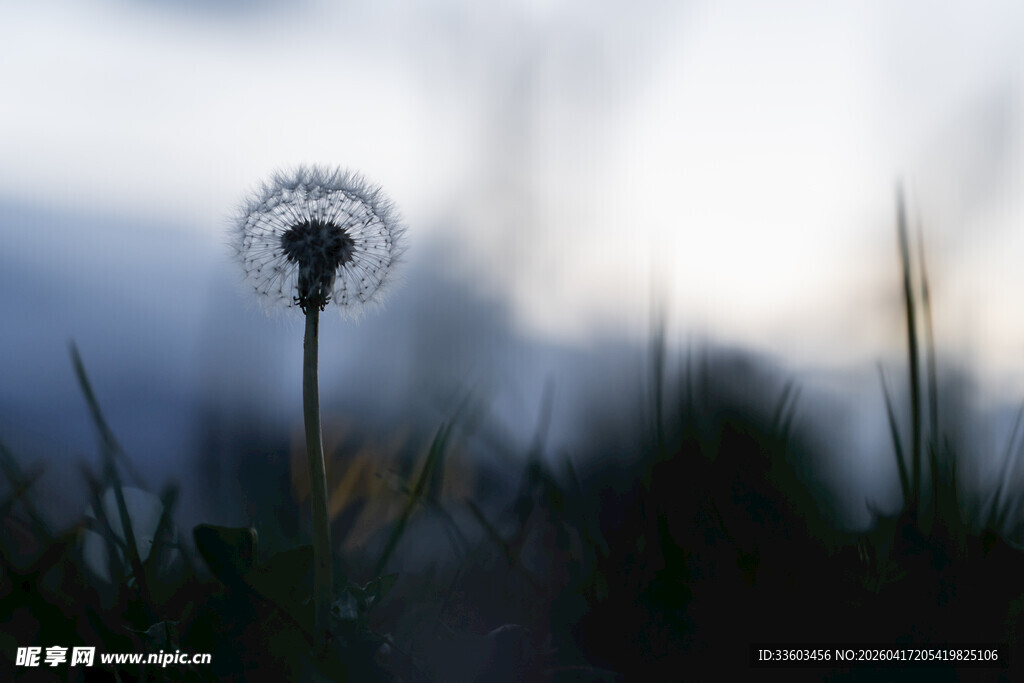 夕阳下的孤独蒲公英