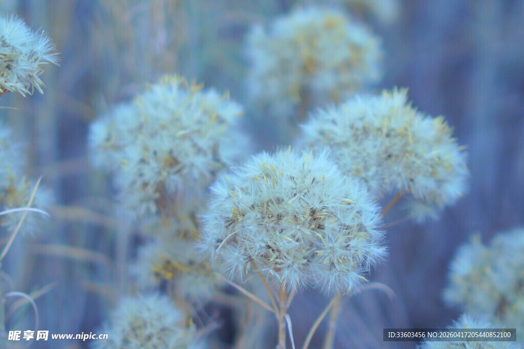 白色绒球花卉特写