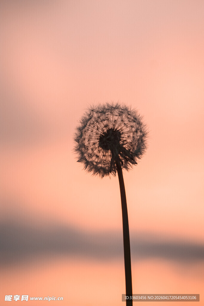 夕阳下的蒲公英
