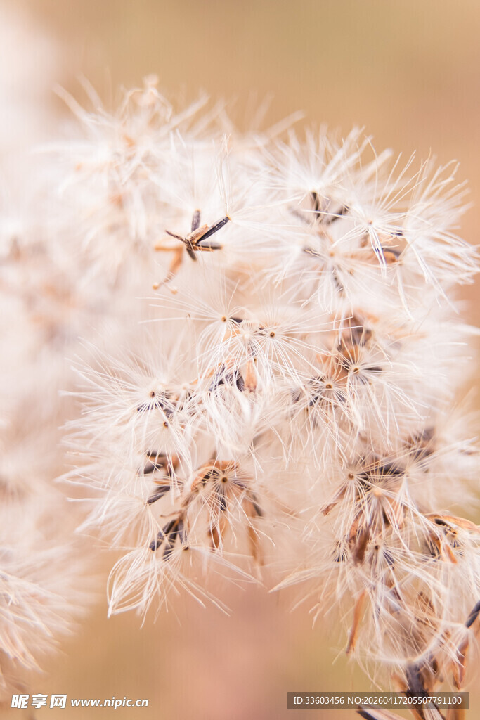 蓬松蒲公英特写