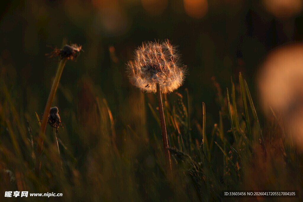 夕阳下的蒲公英