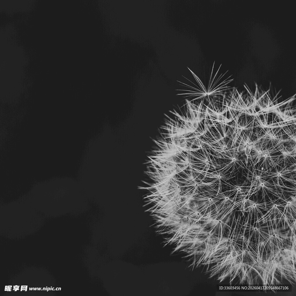 黑白蒲公英特写