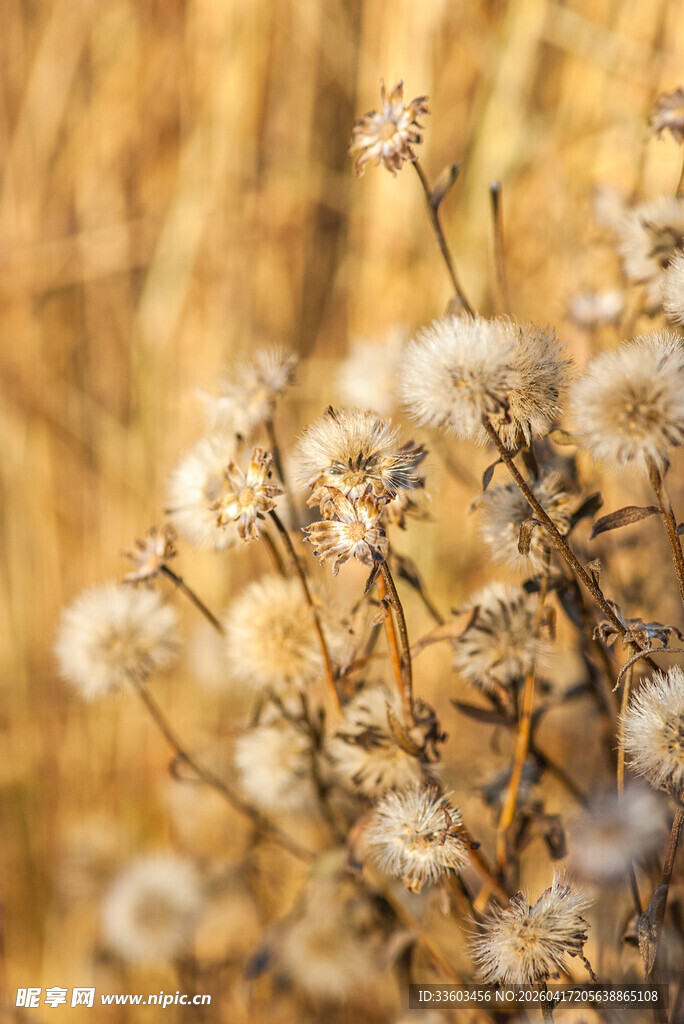 秋日枯萎植物特写