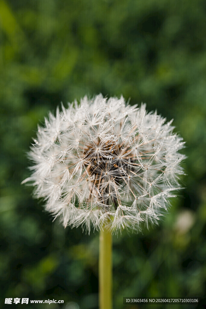蒲公英特写