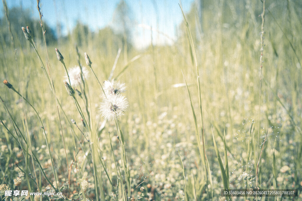 阳光下的草地与蒲公英
