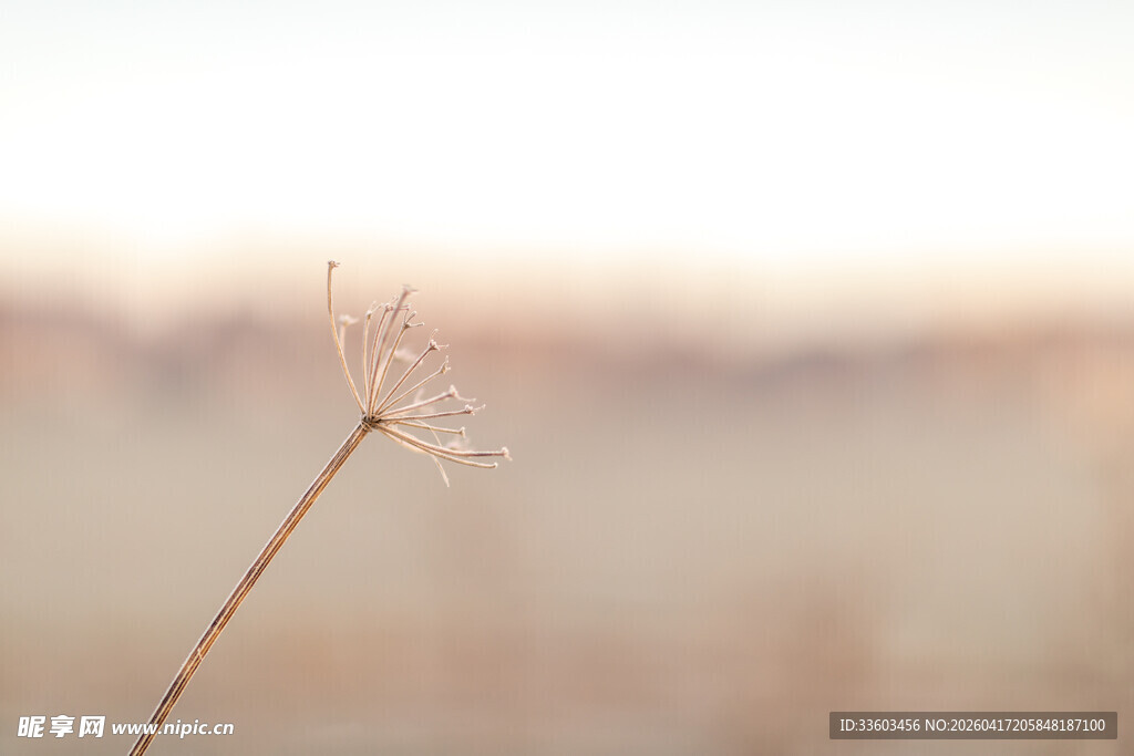 清晨带露的纤细草茎