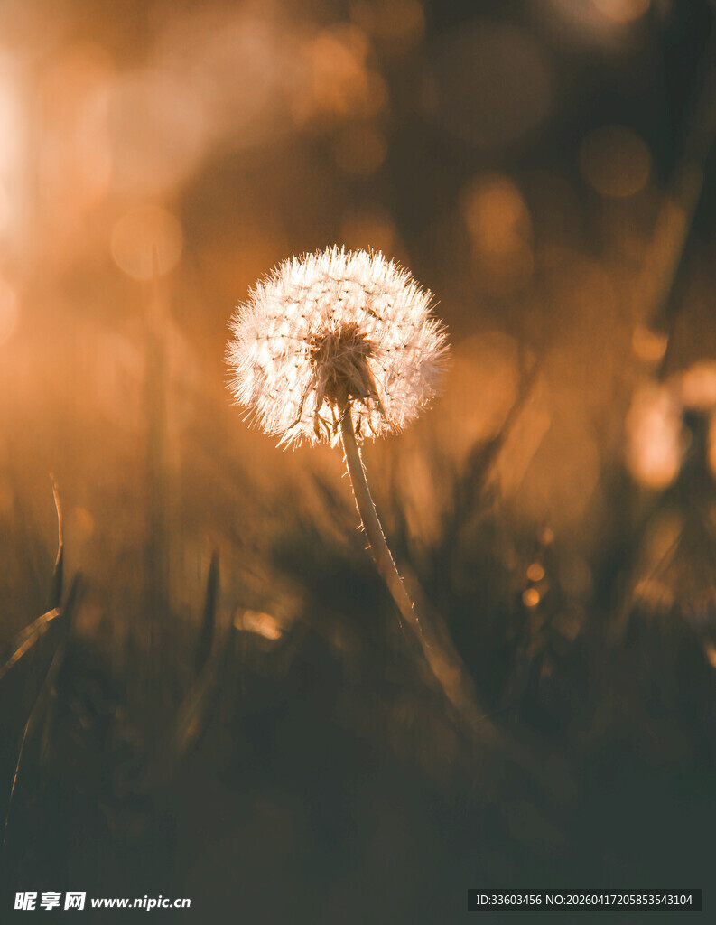 夕阳下的蒲公英