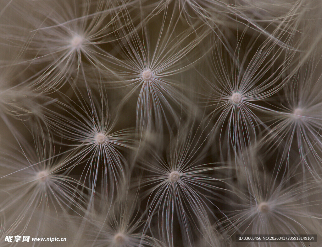 蒲公英种子特写