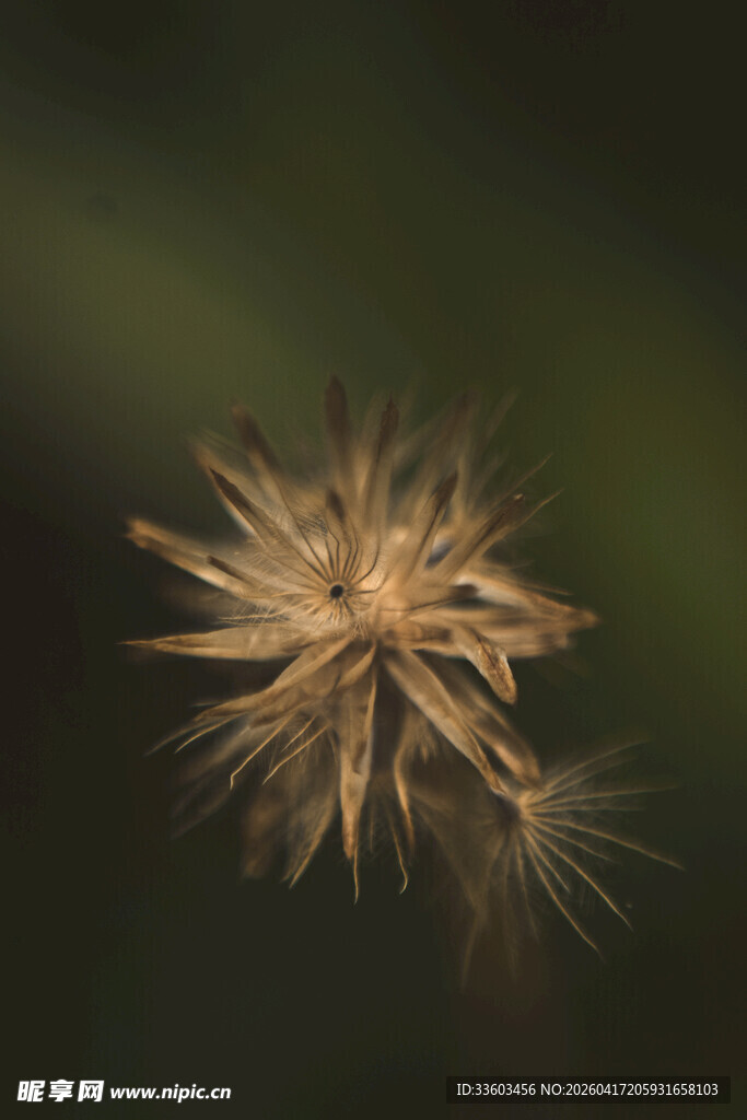绽放的蒲公英