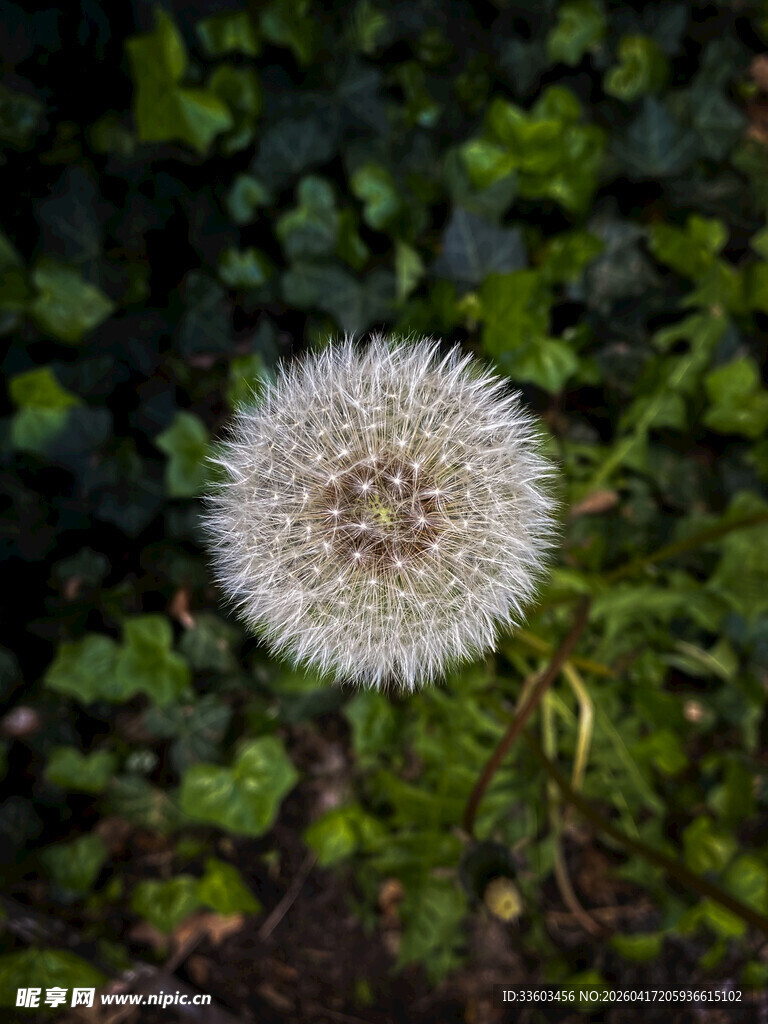 白色蒲公英特写