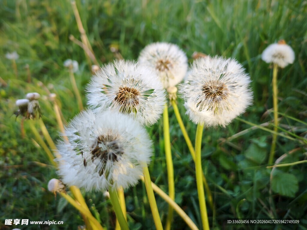 草地上的蒲公英们