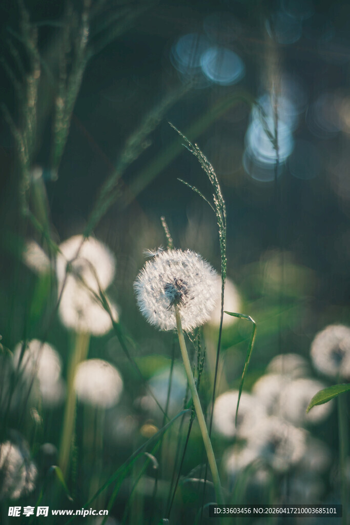 阳光下的蒲公英