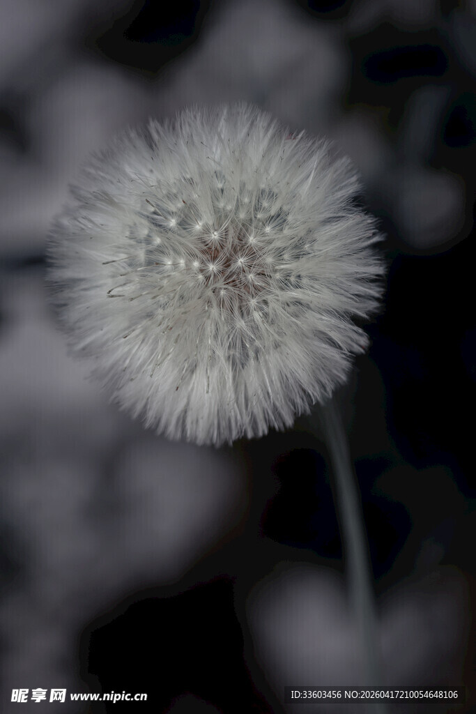 白色蒲公英特写