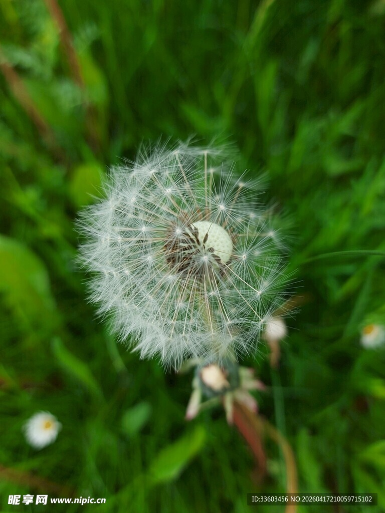 蒲公英特写
