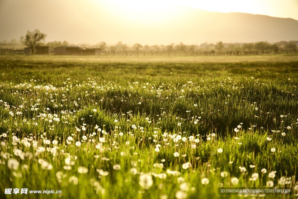 晨光下的蒲公英花海
