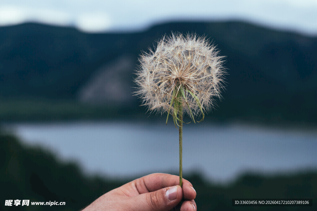手擎蒲公英
